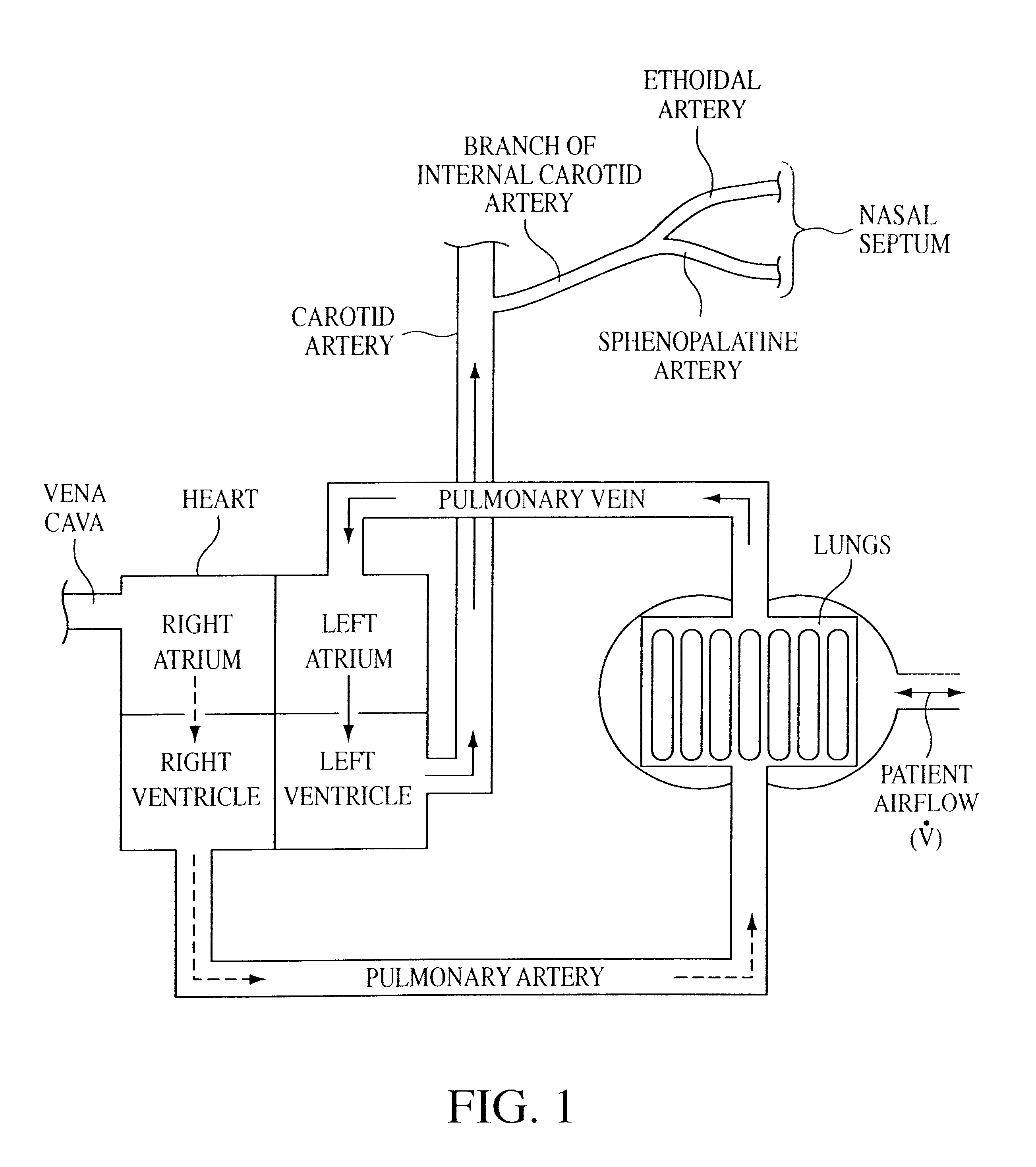 Method and apparatus for determining cardiac output