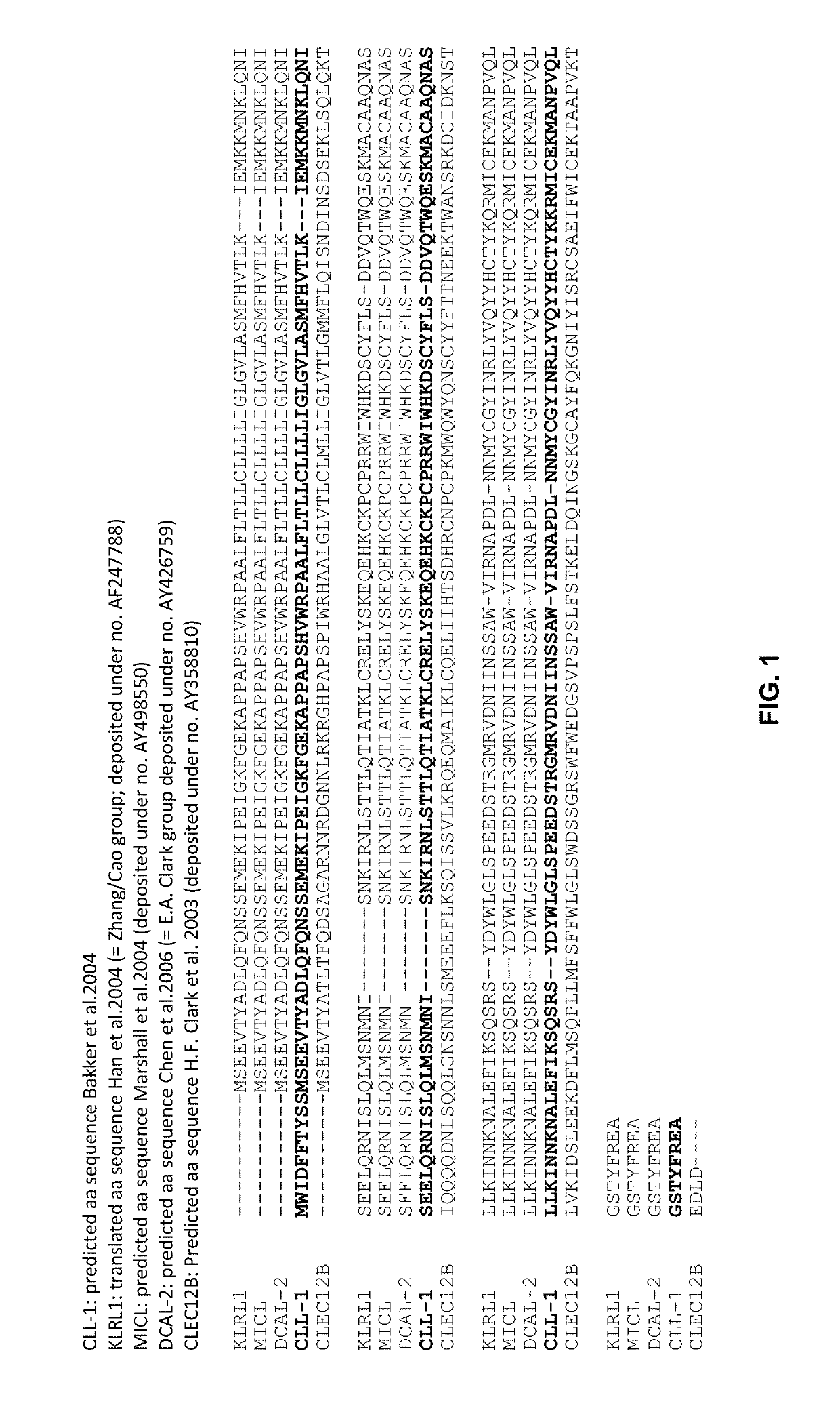 Bispecific IgG antibodies as T cell engagers