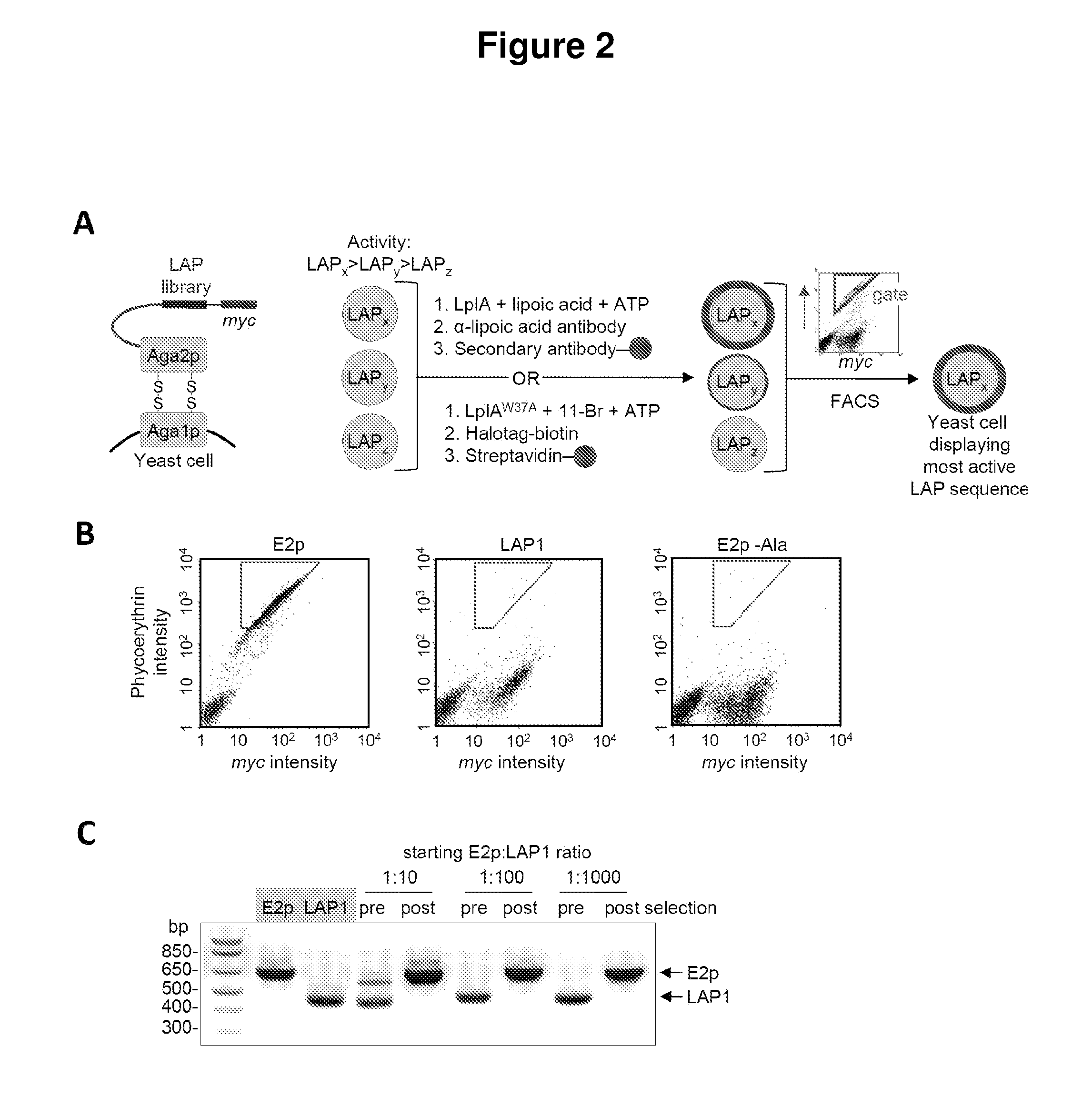 Kinetically efficient substrate for lipoic acid ligase