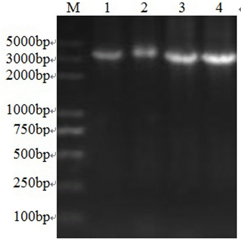 Newcastle disease virus-like particles, preparation method and application thereof