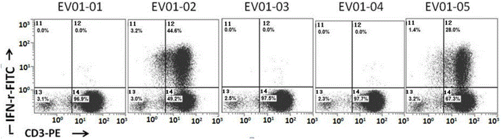 Novel EB (Epstein-Barr) virus EBNA1 epitope peptide and application thereof in diagnosis, treatment and prevention of EBV related diseases