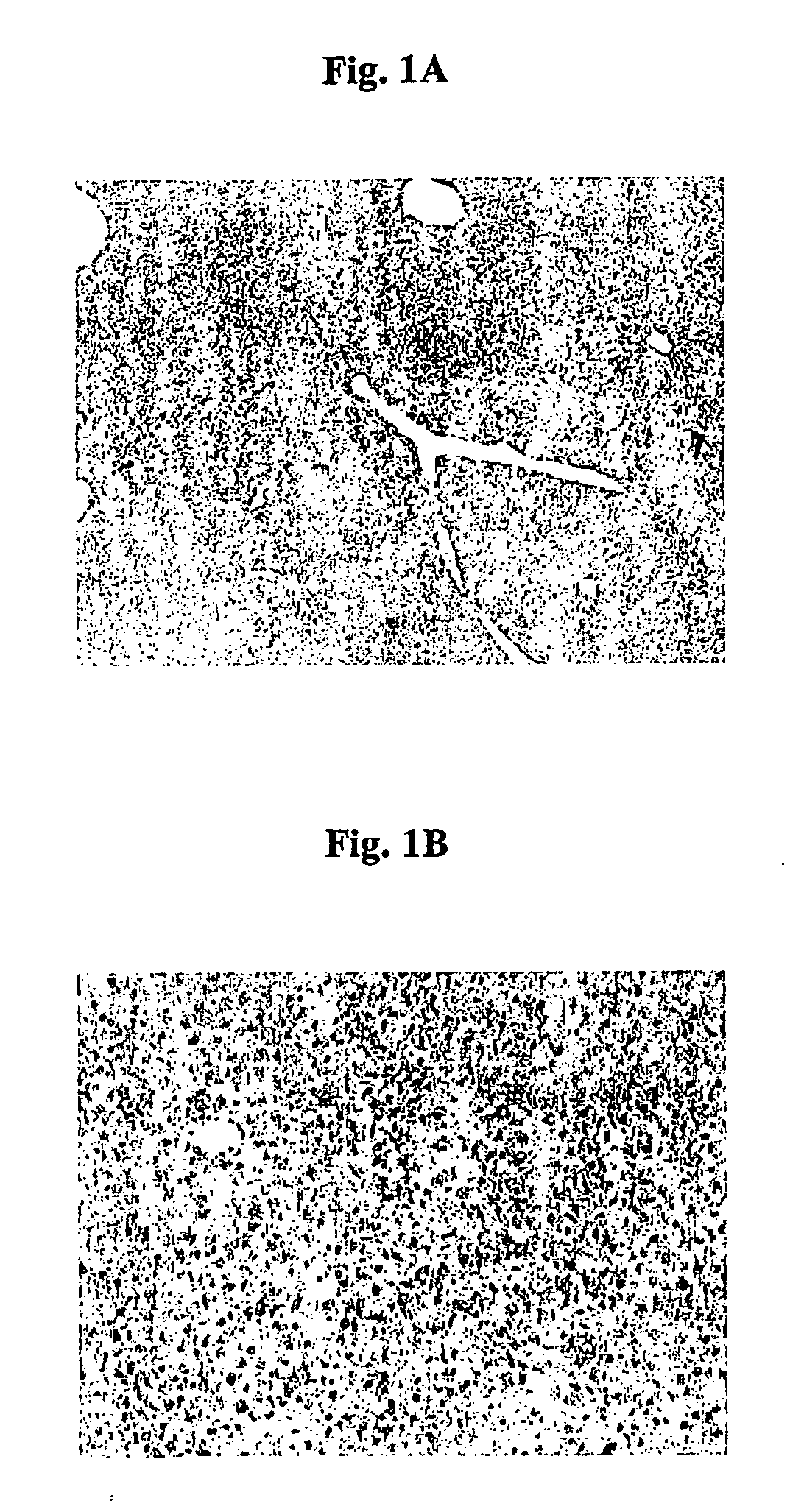 Compositions and methods for the treatment of disease