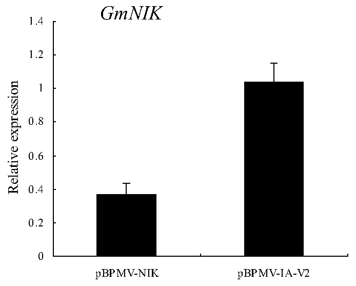 Soybean mosaic virus SC18 line resistance gene GmNIK and application thereof