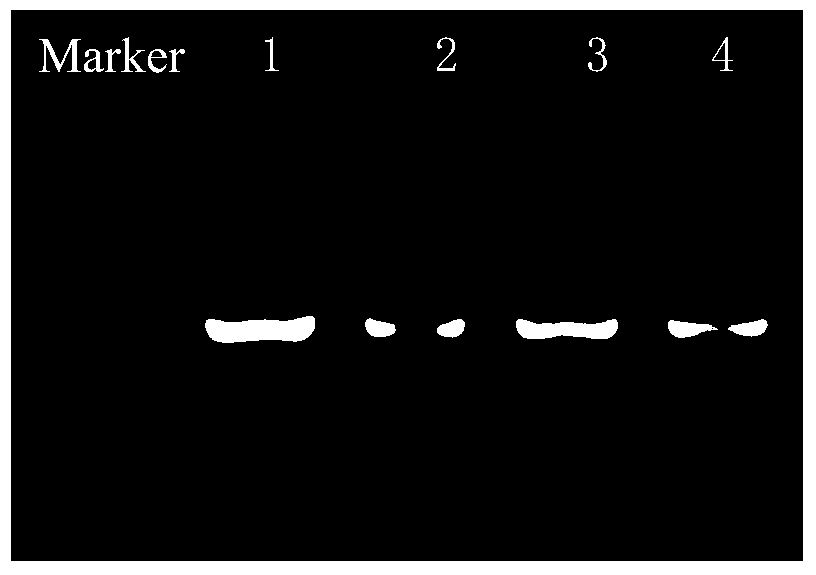 The method and application of the shuttle plasmid pmy03 in interfering with the expression of the target gene of Riemerella anatipestifer