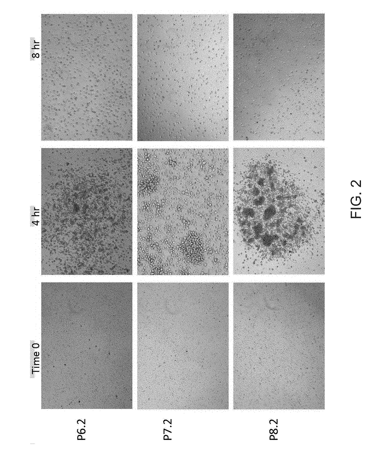 Methods of mesenchymal stem cell mobilization and expansion