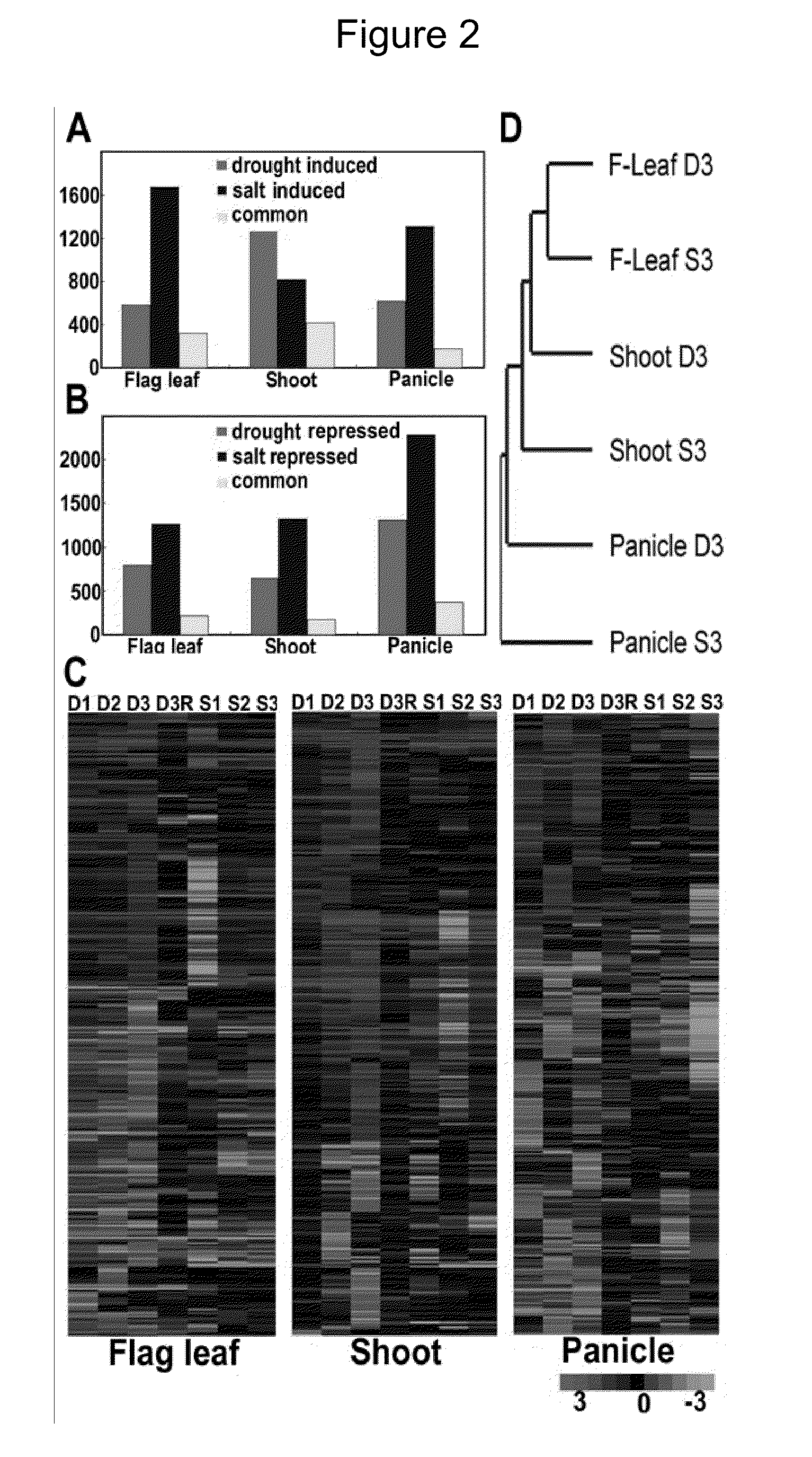 Drought and High Salinity Stress Induced Rice Promoters