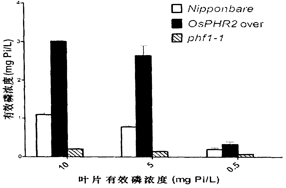 Rice phosphorus absorption and transfer regulator gene OsPHF1 and application thereof