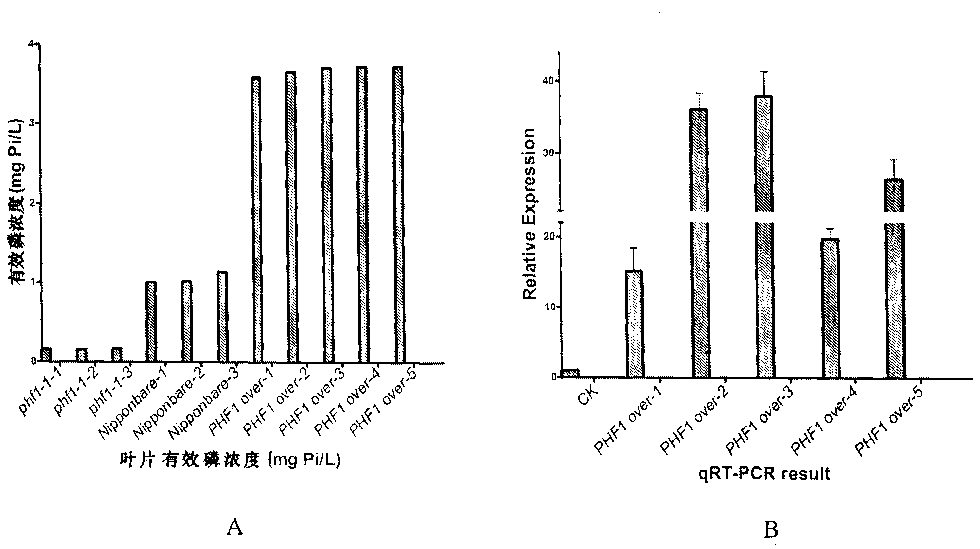 Rice phosphorus absorption and transfer regulator gene OsPHF1 and application thereof