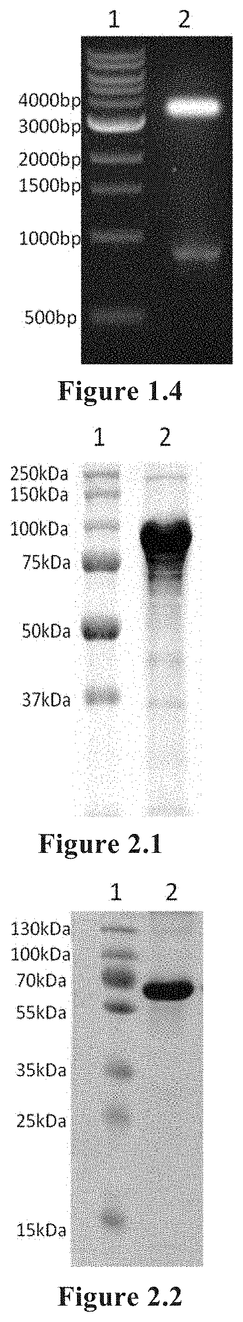 <i>Streptococcus pneumoniae </i>protein antigen, and preparation method and use thereof