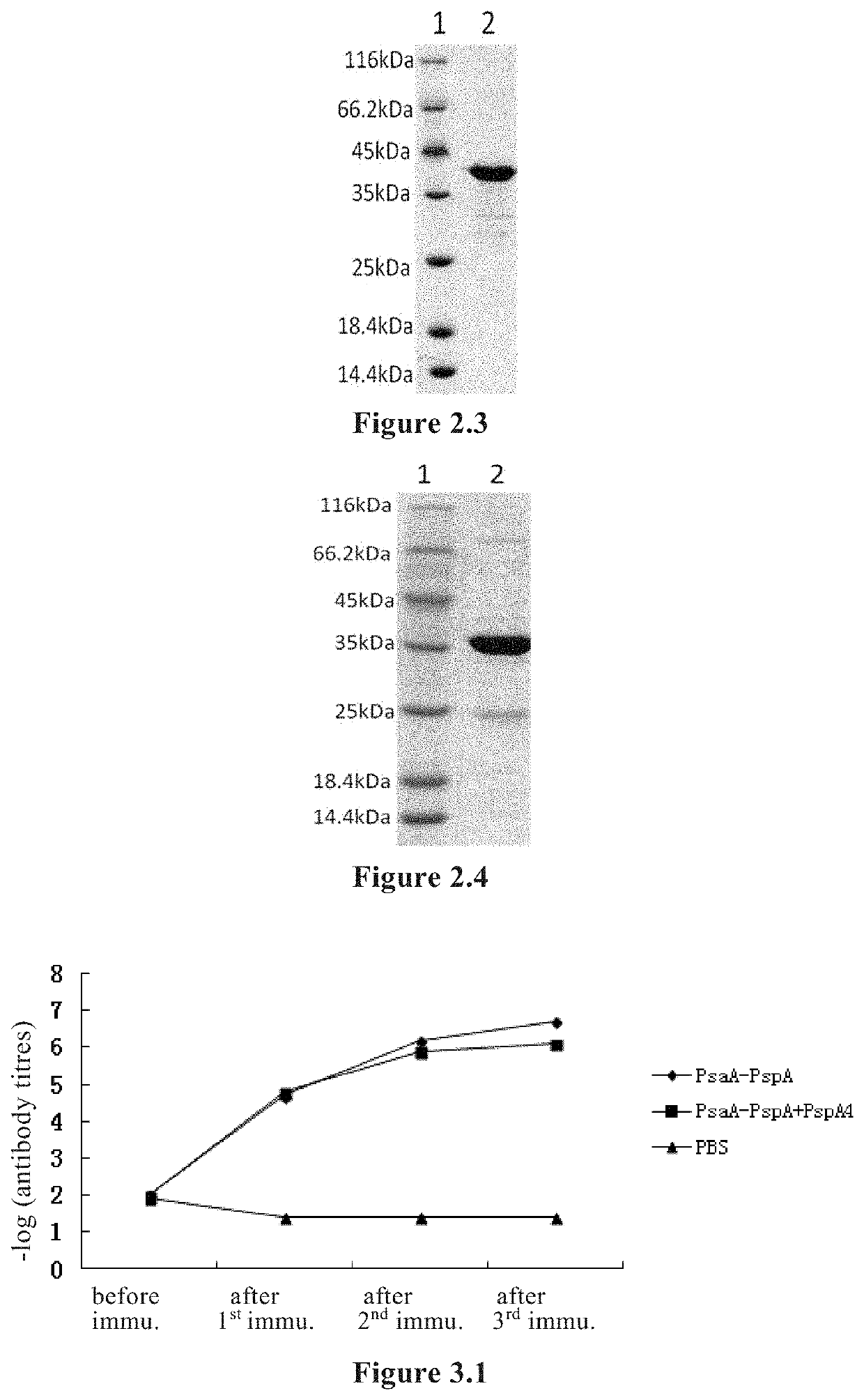 <i>Streptococcus pneumoniae </i>protein antigen, and preparation method and use thereof