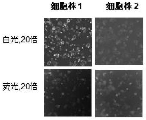 A method for establishing hk2 reporter gene cell line of colorectal cancer