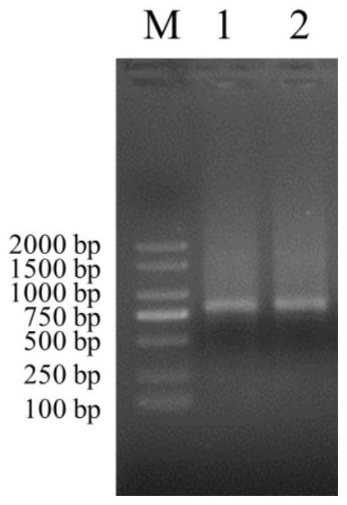 Eukaryotic expression single-chain antibody of porcine epidemic diarrhea virus N protein, and preparation method and application thereof