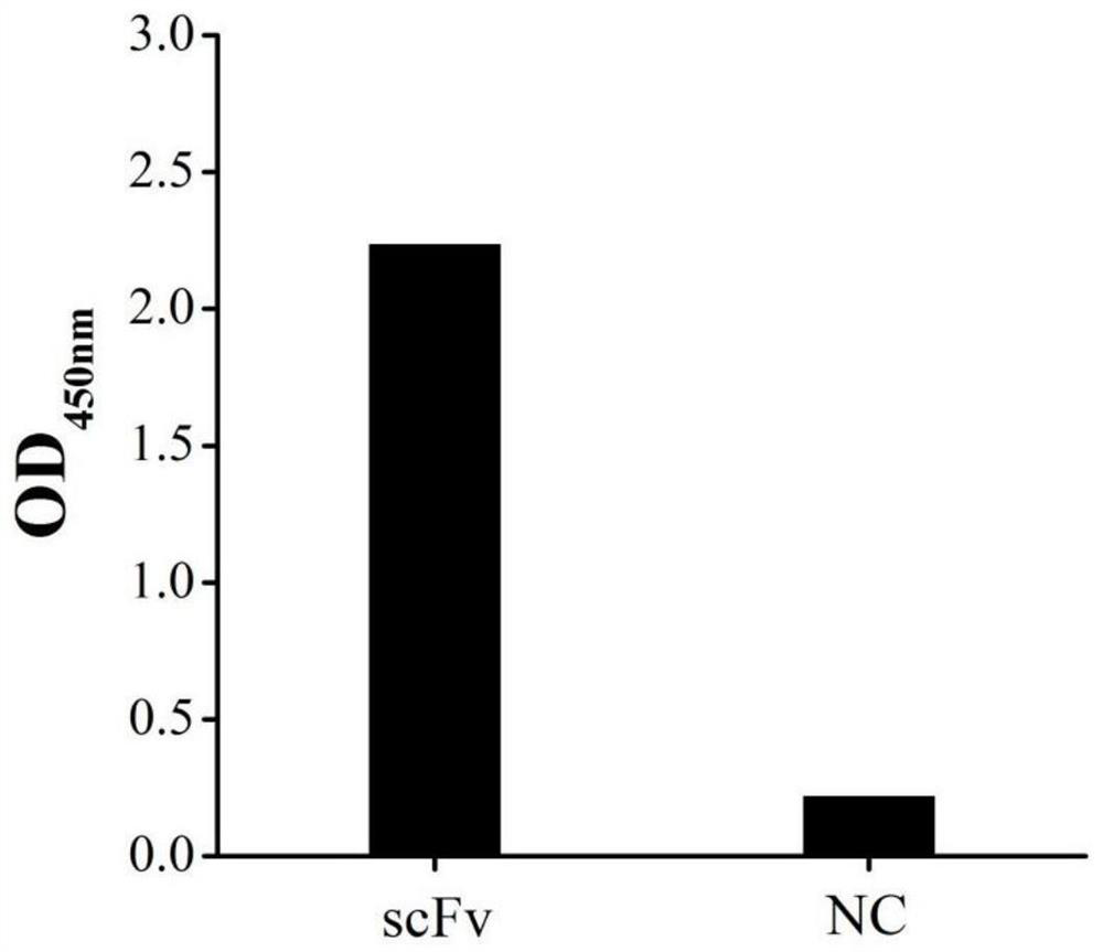 Eukaryotic expression single-chain antibody of porcine epidemic diarrhea virus N protein, and preparation method and application thereof