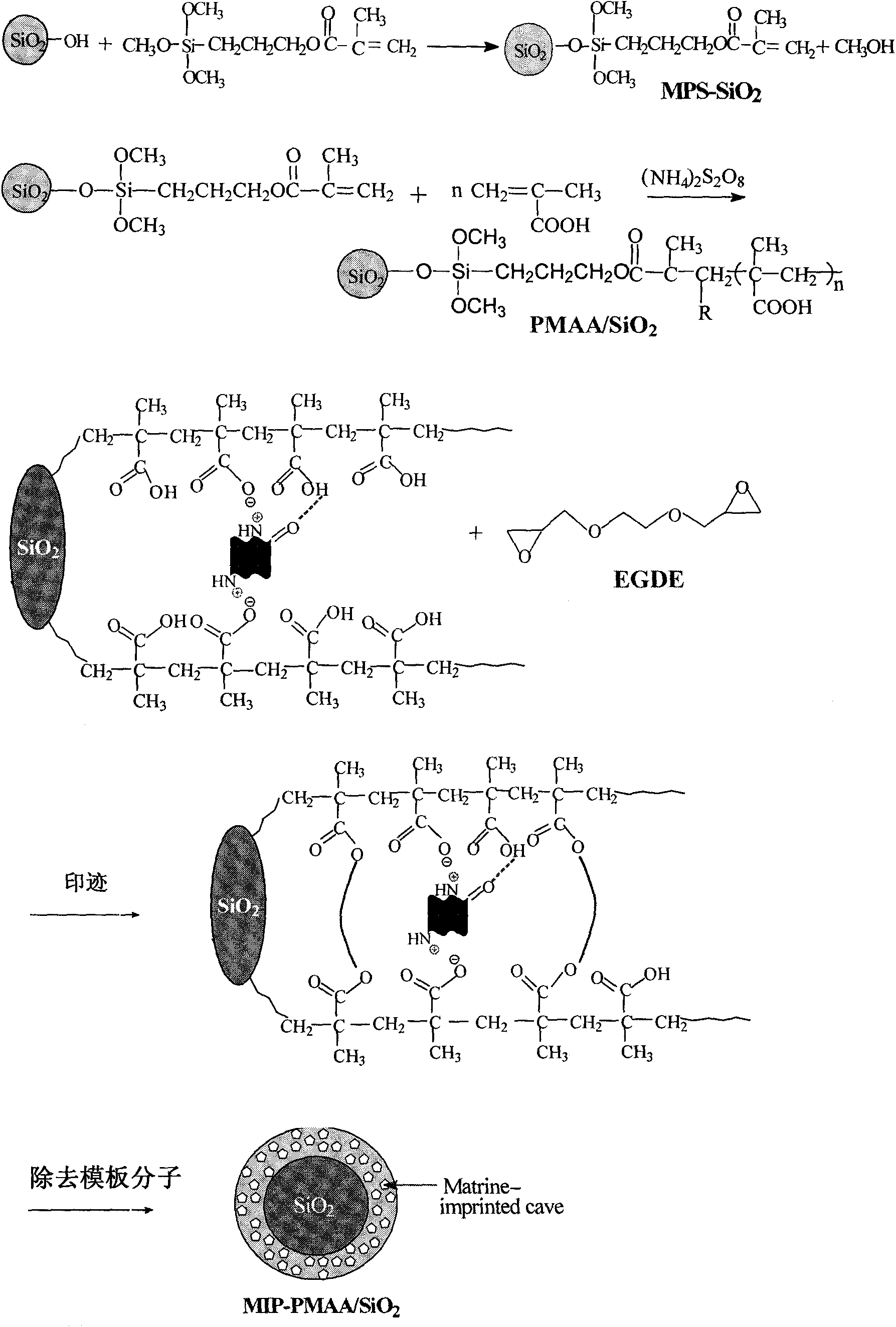Preparation method of surface imprinted material for matrine substance separation and purification