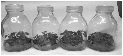 Proliferation culture medium formula for culture of thick and strong tetraploid paulownia seedlings and application