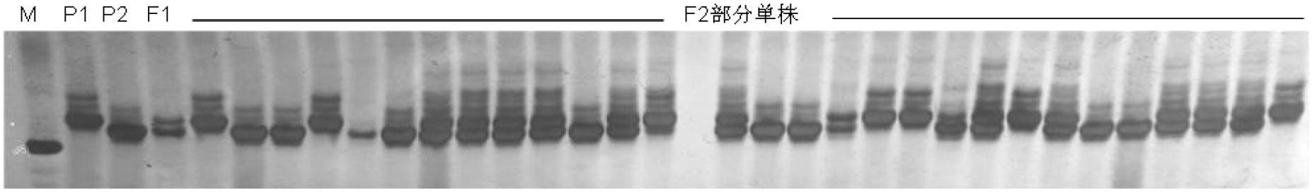 SSR (Simple Sequence Repeat) marker tightly interlocked with cucumber fruit bitter gene Bt and application thereof