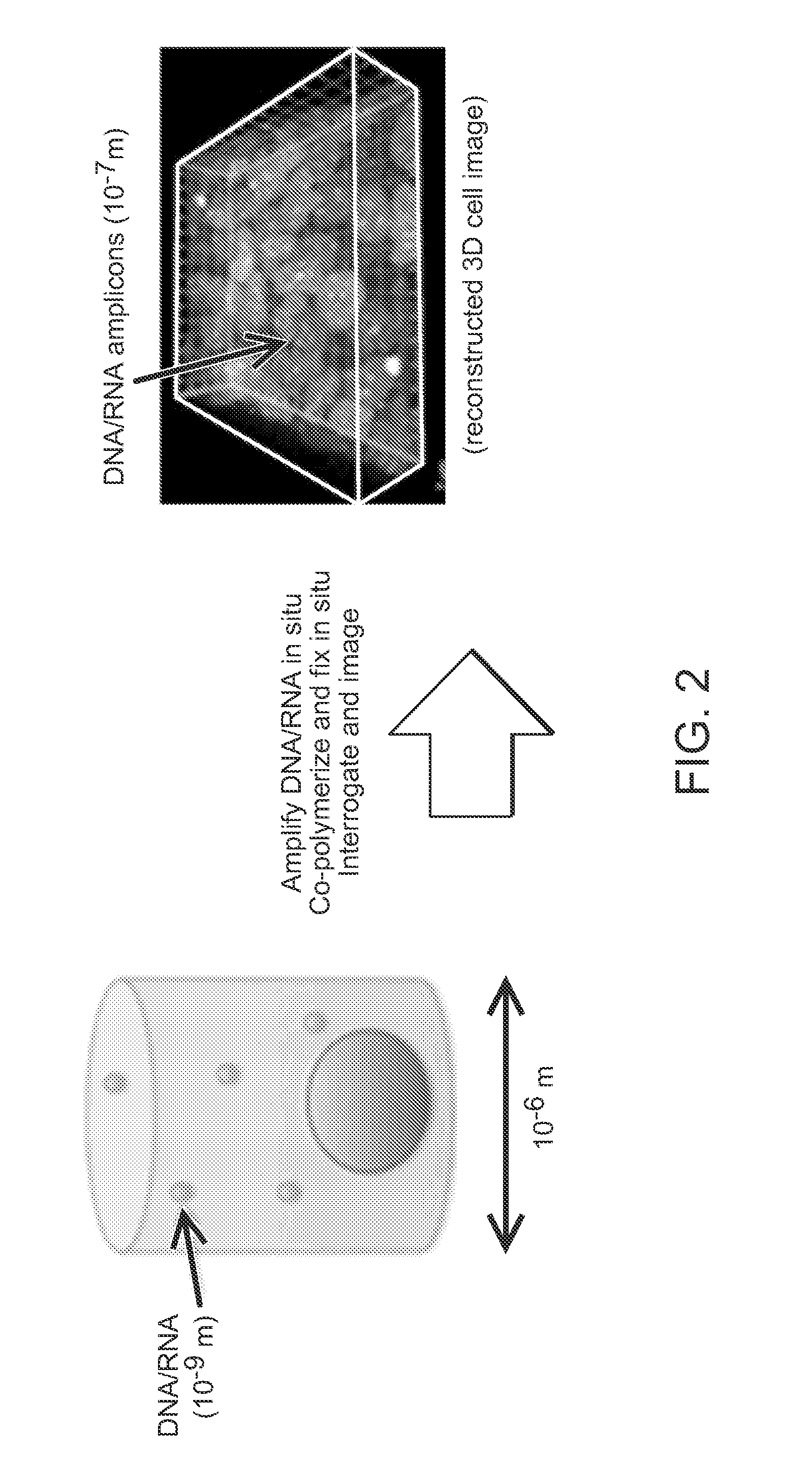Method for Generating A Three-Dimensional Nucleic Acid Containing Matrix