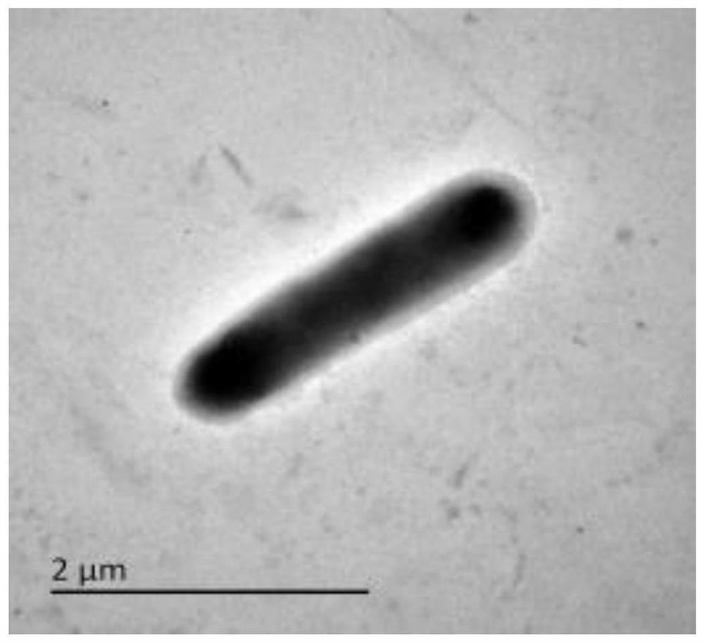 Geobacillus ts-1 and its application