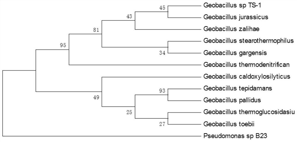 Geobacillus ts-1 and its application