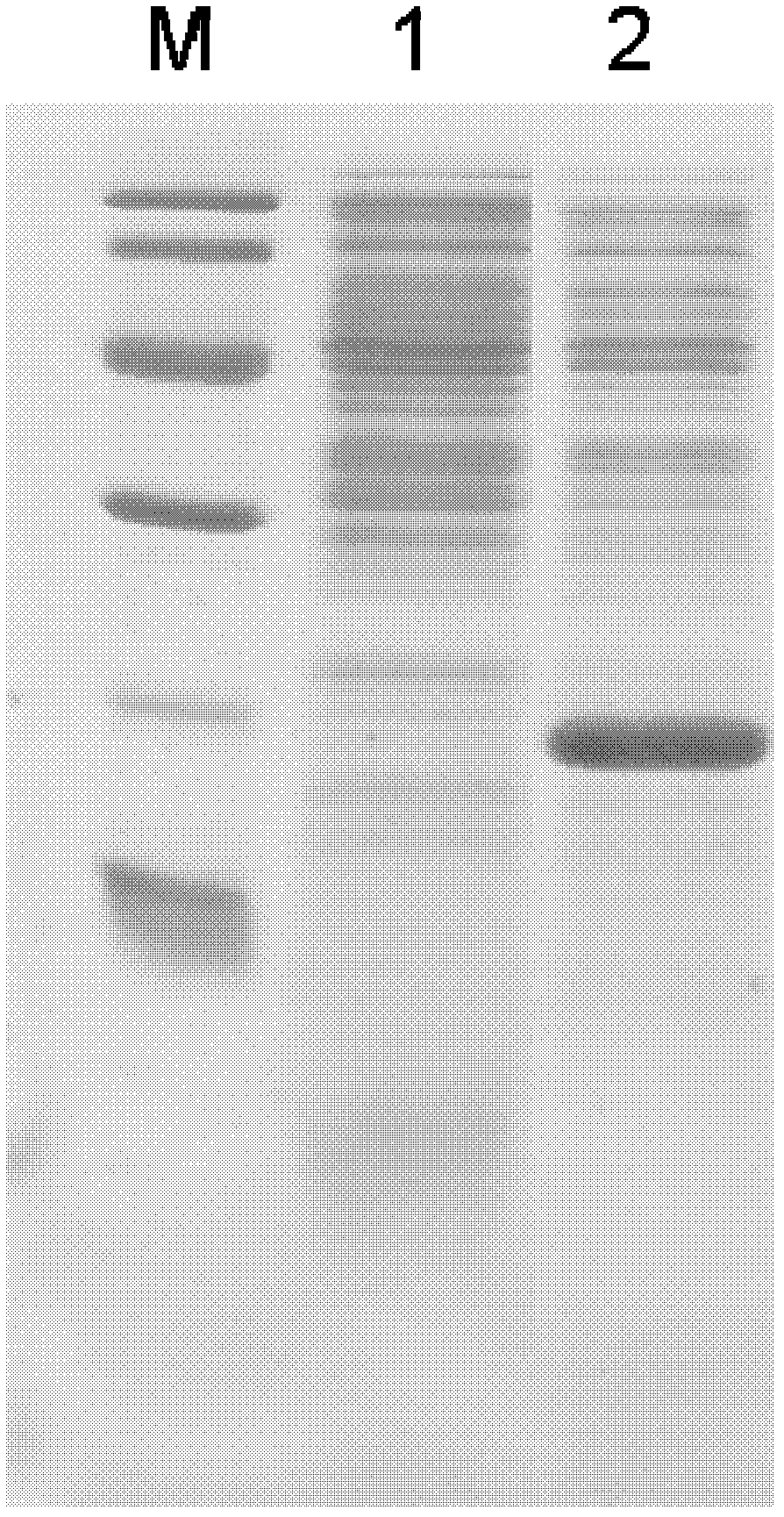 Escherichia coli overexpressing riml and its application in the preparation of n-acetylated thymosin α