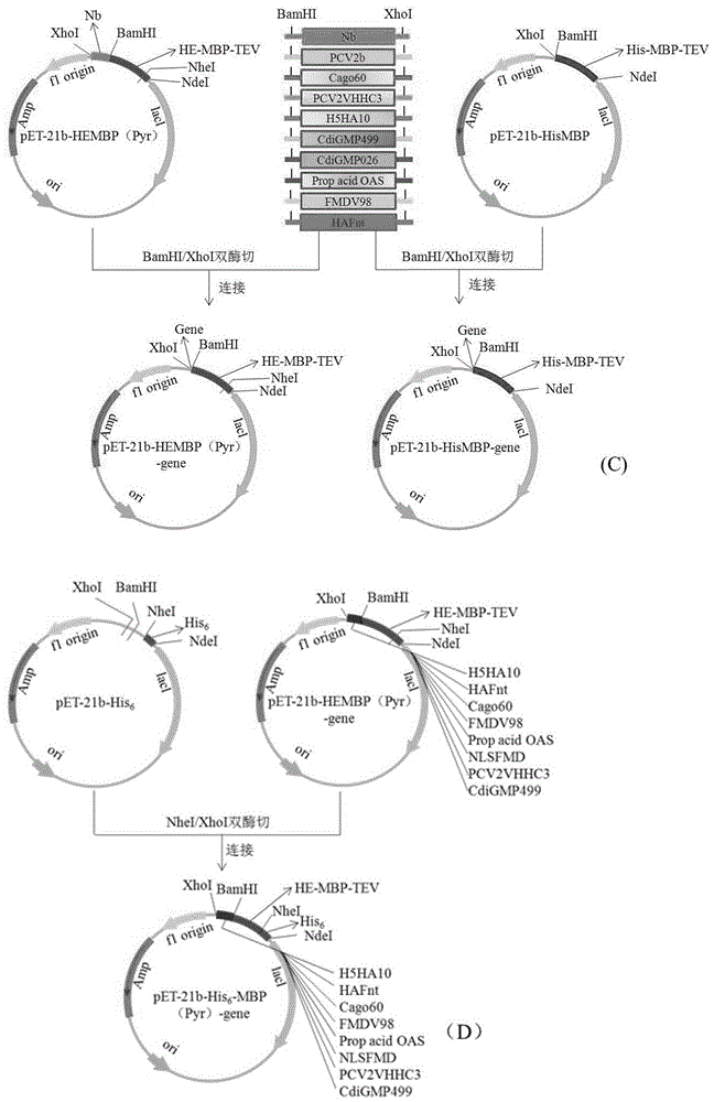 Recombinant expression vector capable of promoting protein soluble expression and increasing expression quantity