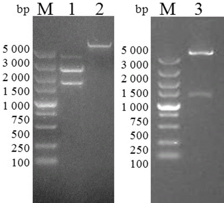 Recombinant expression vector capable of promoting protein soluble expression and increasing expression quantity