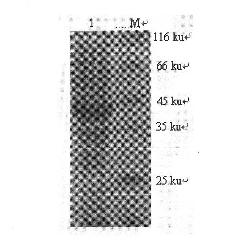 West nile virus NS1 protein monoclonal antibody, identified B cell epitope thereof and application