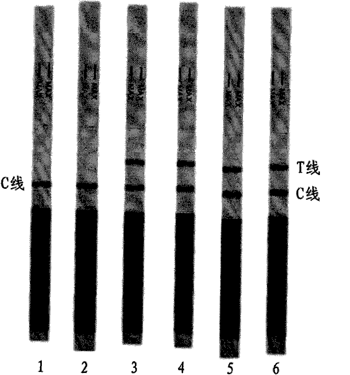 Immune colloidal gold test paper for detecting mycobacterium bovis antibody and preparation method thereof