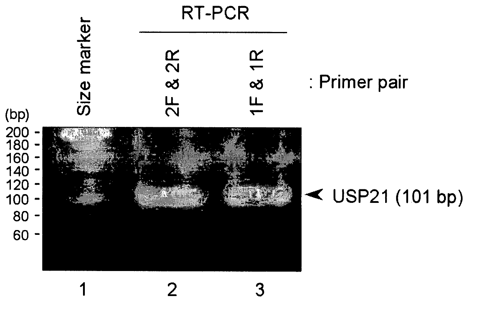 Method for Inhibiting Telomerase Activity and an Agent for Inhibiting the Same