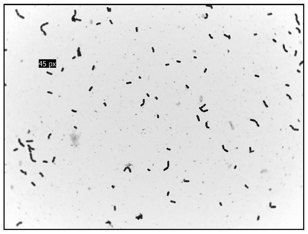 A kind of manganese oxidizing bacteria and its screening method and application