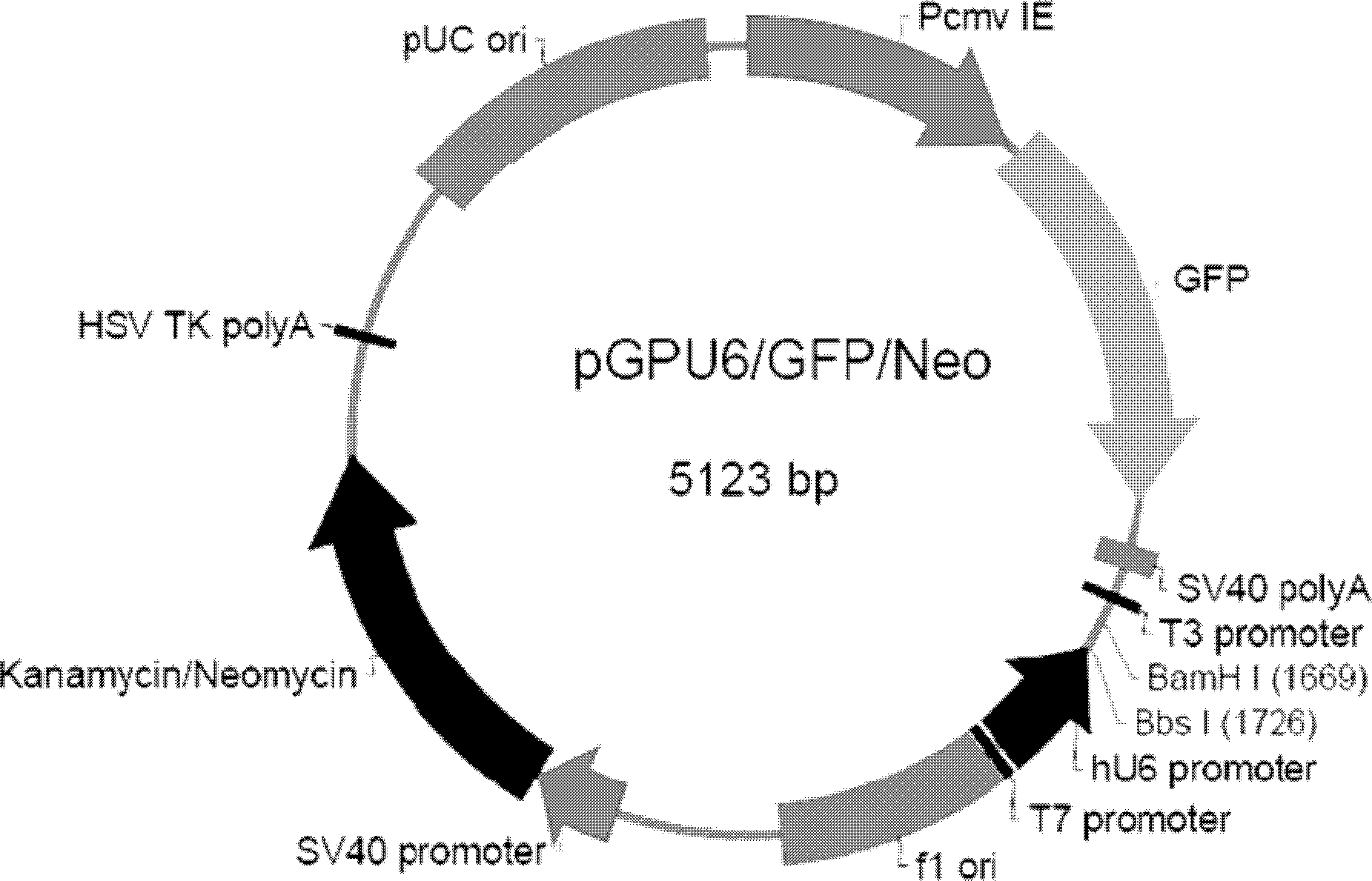 Construction and screening as well as applications for siRNAs expression carrier of stomach cancer target STAT3 gene