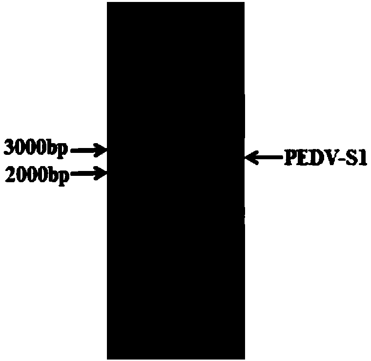 Expression vector, preparation method thereof, PEDV-S1 (Porcine Epidemic Diarrhea Virus-S1) protein, and PEDV-S1 protein-containing indirect ELISA detection kit