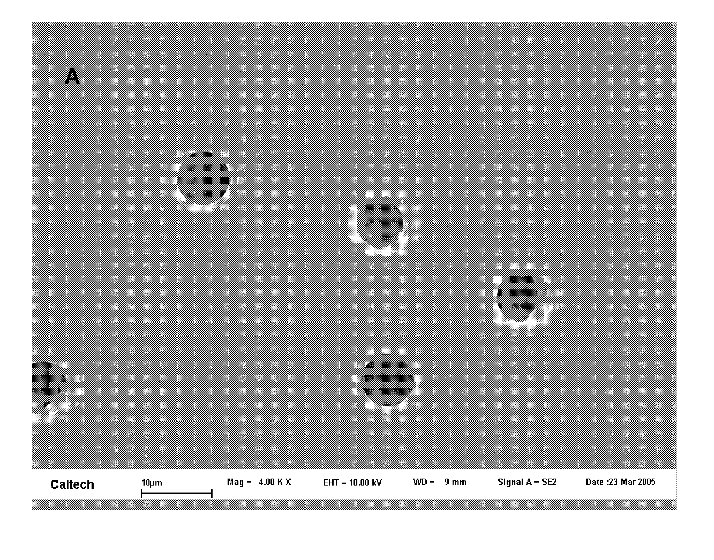 Uses of Parylene Membrane Filters