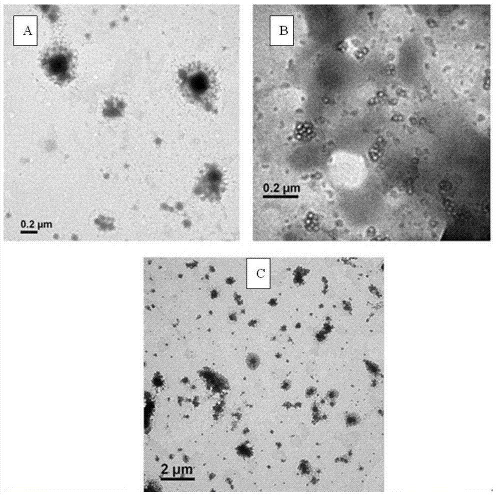 Preparation method of antimicrobial peptide loaded chitosan/gamma polyglutamic acid composite nanoparticles