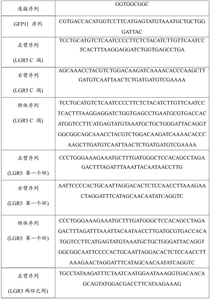Method and kit for marking glioma stem cell marker LGR5 by applying CRISPR/Cas9 and split GFP bimolecular fluorescence complementation technology