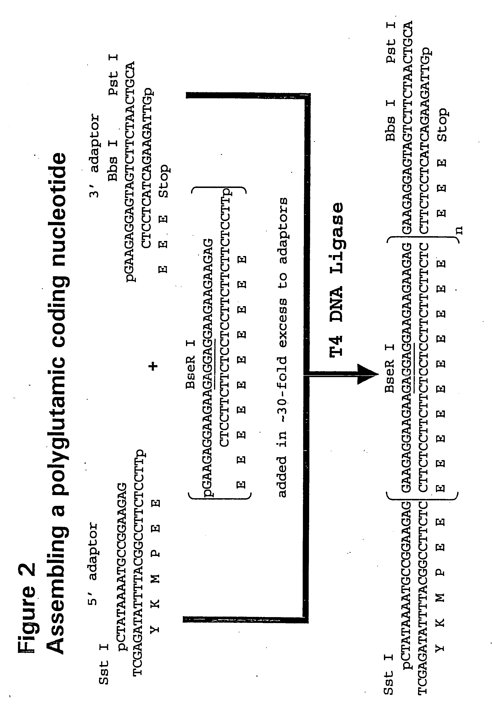 Recombinant production of polyanionic polymers, and uses thereof