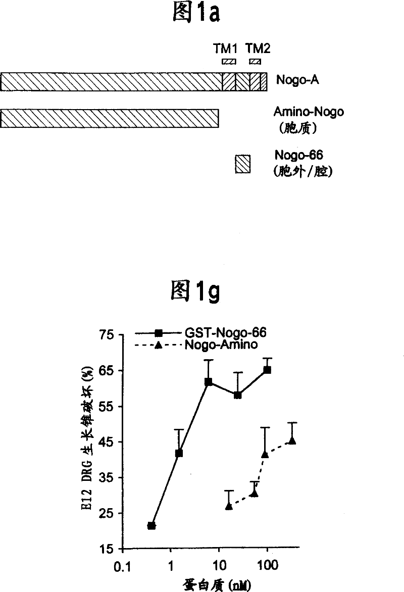 NOGO receptor-mediated blockade of axonal growth