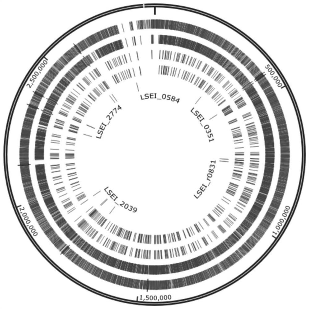 Lactic acid bacteria antimicrobial peptides and their high expression and application of antibacterial and anticancer activities