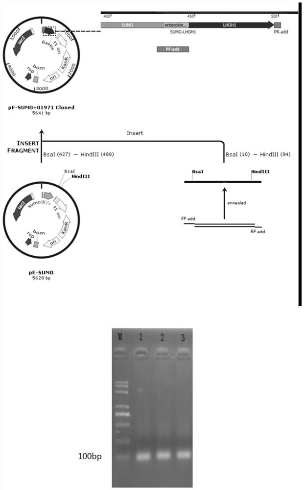 Lactic acid bacteria antimicrobial peptides and their high expression and application of antibacterial and anticancer activities