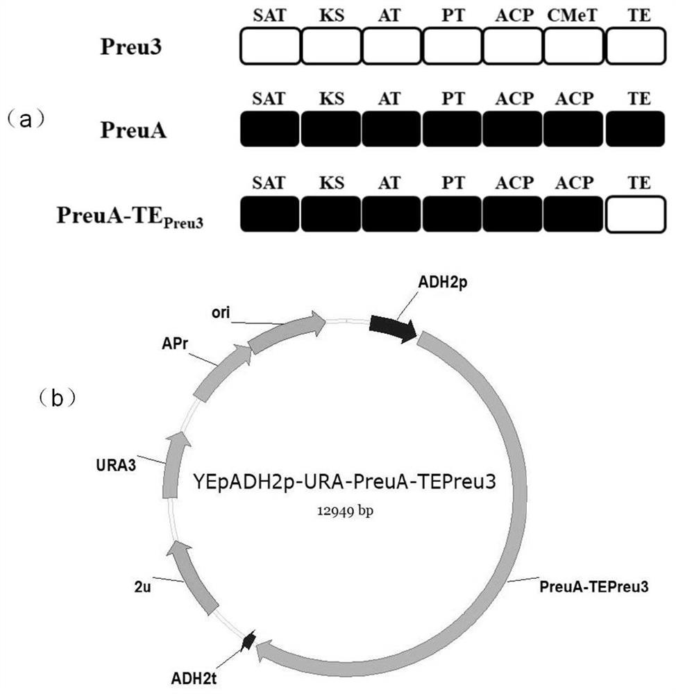 Construction of polyketide synthase PreuA-TEPreu3 and application of polyketide synthase PreuA-TEPreu3 in preparation of orsellinic acid