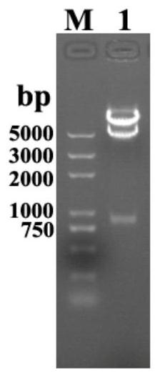 Construction of polyketide synthase PreuA-TEPreu3 and application of polyketide synthase PreuA-TEPreu3 in preparation of orsellinic acid