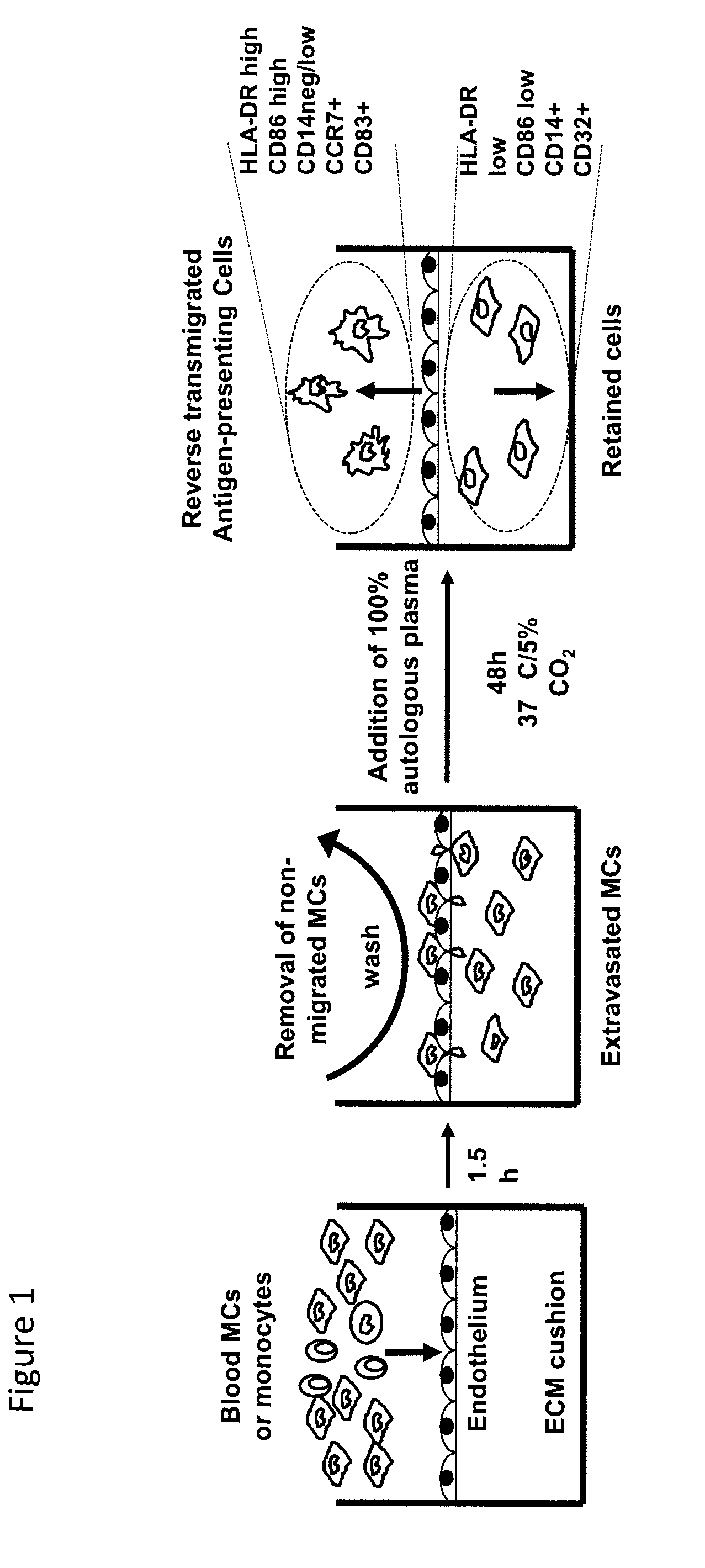 Tissue constructs and uses thereof