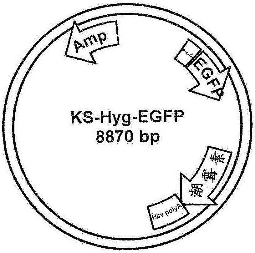 Chromosome landing pads and related uses