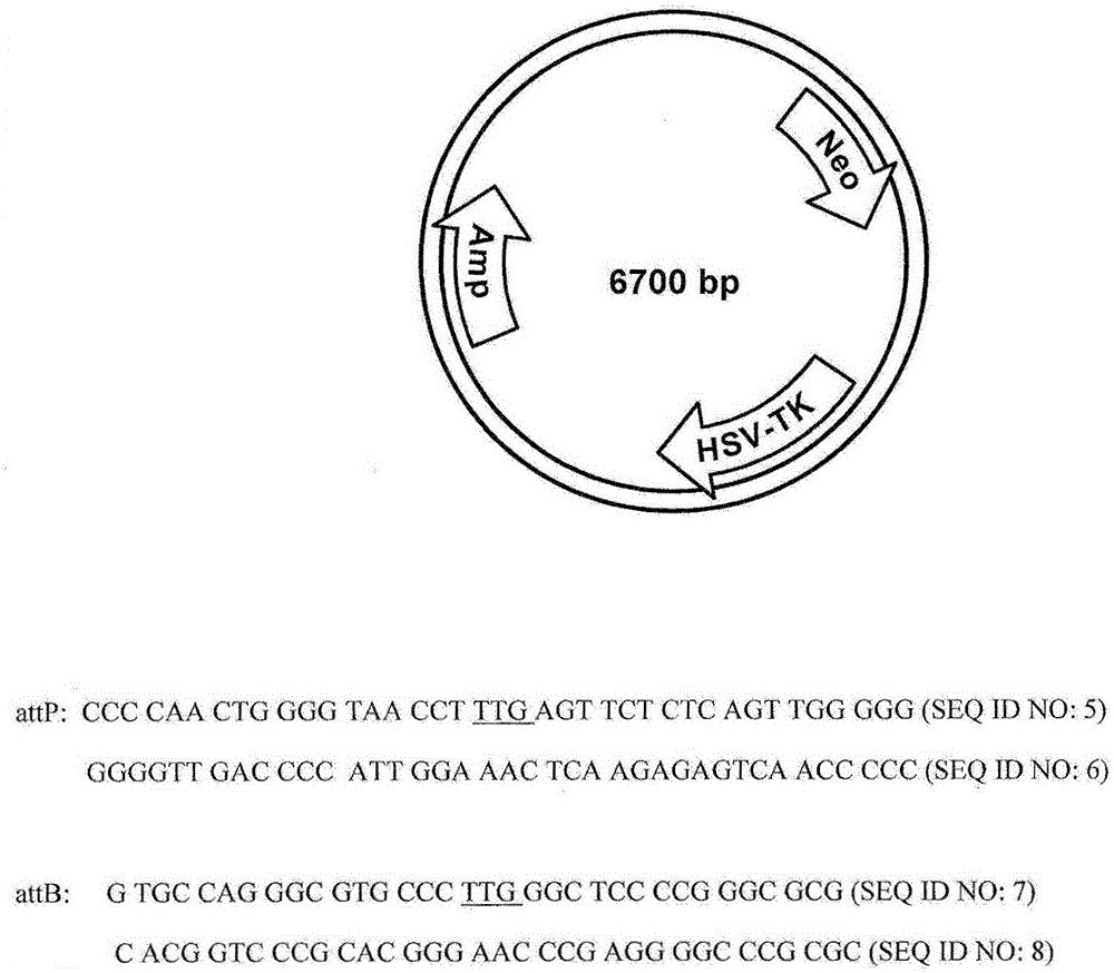 Chromosome landing pads and related uses