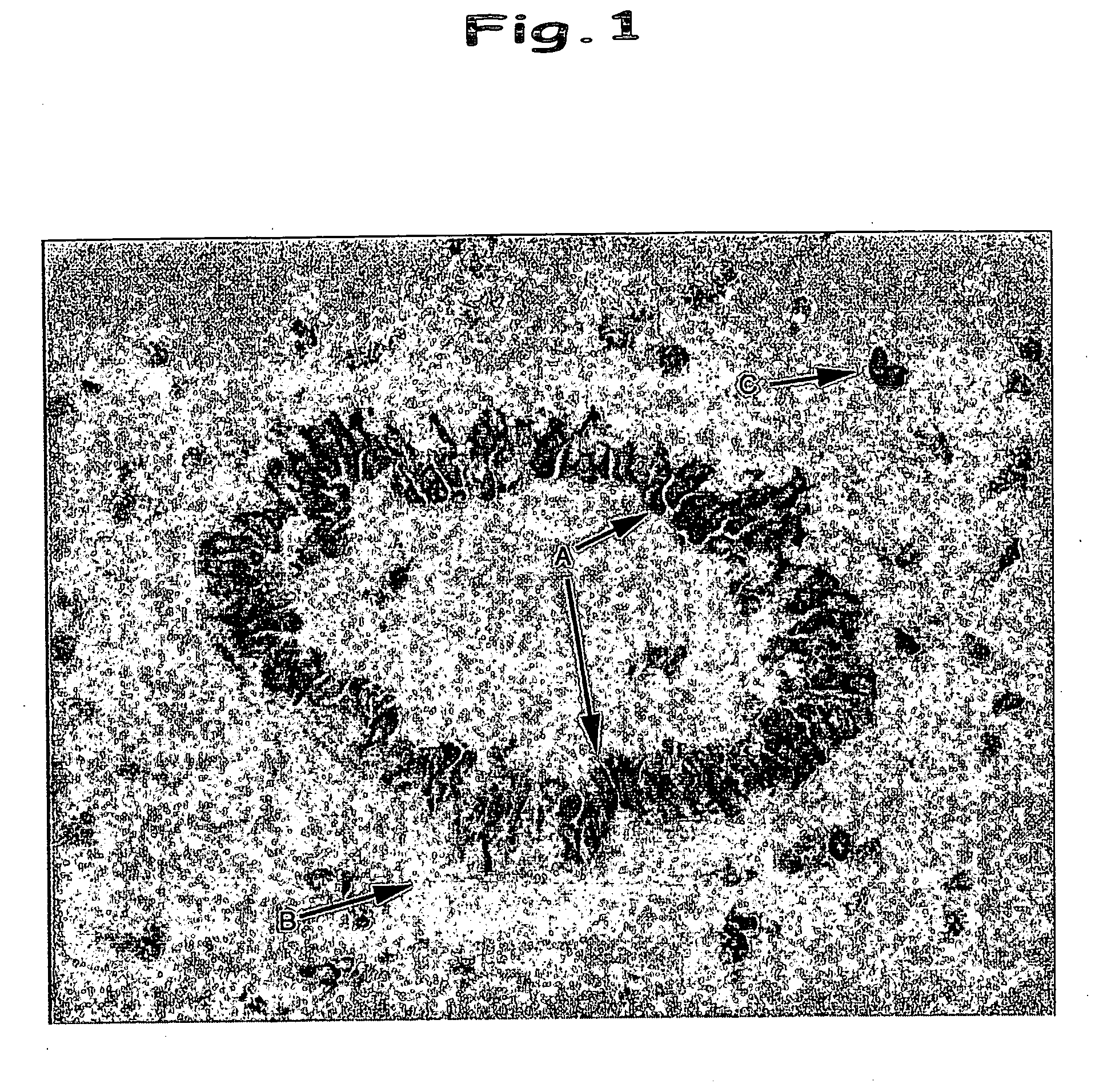 Prodrug, medicinal utilization thereof and process for producing the same