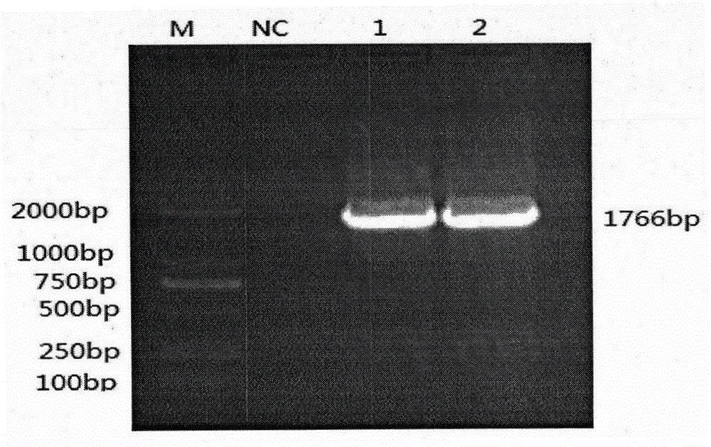 Application of porcine circovirus type 2 double-copy infectious clone to indirect ELISA detection method