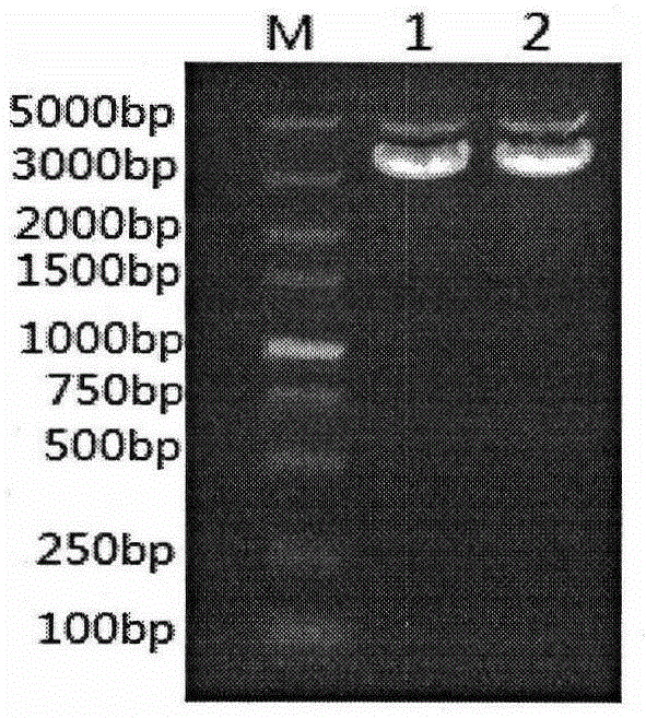 Application of porcine circovirus type 2 double-copy infectious clone to indirect ELISA detection method