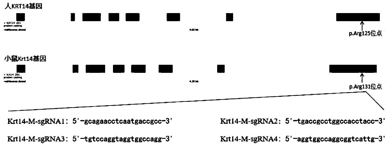 sgRNA targeting sequence specifically targeting mouse Krt14 gene and application thereof