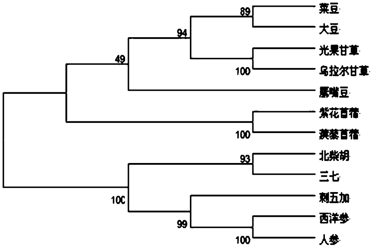 Application and method for squalene synthase gene overexpression of medicago sativa