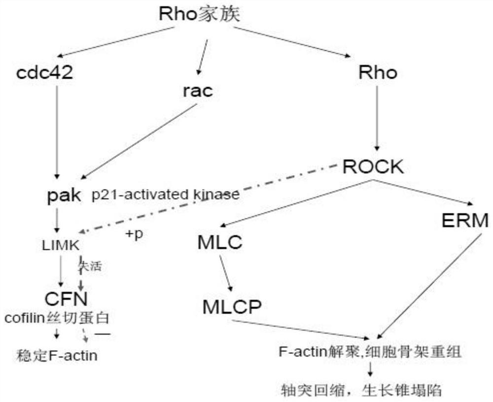 Construction and application of chronic epilepsy rat model